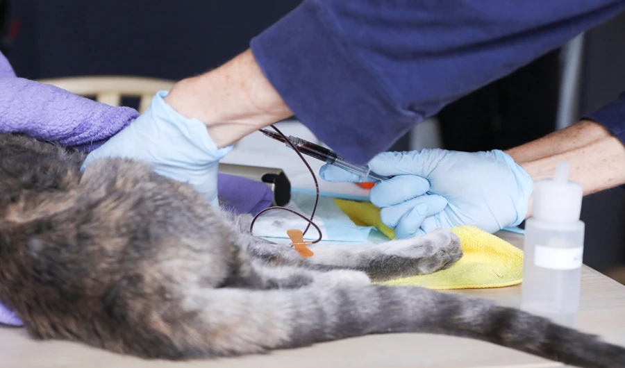 Pet cat tests positive for coronavirus in Hong Kong