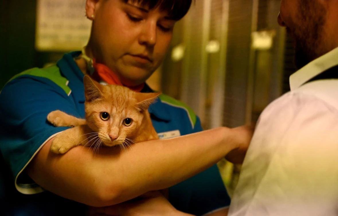 A staff member holds a cat as he waits to be adopted at the Royal Society for the Prevention of Cruelty to Animals (RSPCA) Shelter and Veterinary Hospital in Sydney on April 1, 2020. (AFP)