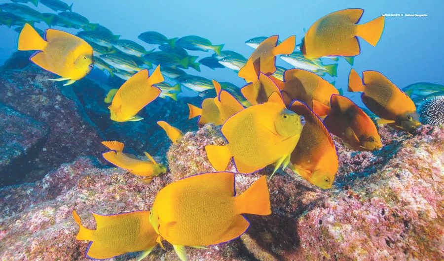 The integrity of reef fish communities adds resilience to coral reefs and facilitates their recovery once pressures are removed. Credit: Manu San Felix, Nat Geo