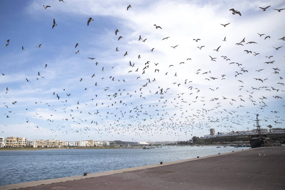 Seagulls fly around an empty corniche during a state of emergency and home confinement orders due to coronavirus, in Rabat, Morocco, Tuesday, April 7, 2020. (AP Photo)