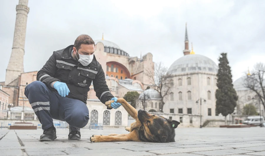 A member of Istanbul Metropolitan municipality plays with a stray dog near empty Hagia Sophia Square in Istanbul. (AFP)