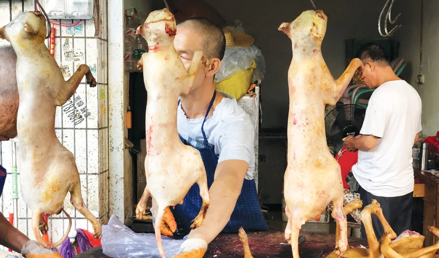 The dog meat festival in the southwestern town of Yulin has long drawn international criticism, with thousands of dogs traditionally being killed during the event. (AFP)