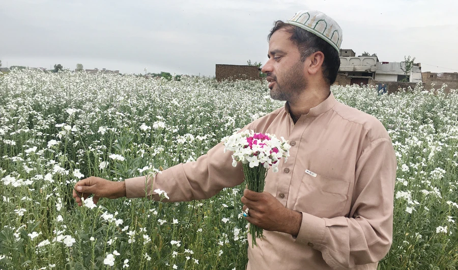 The demand for flowers has fallen due to coronavirus outbreak and a lack of buyers in Peshawar. As a result, farmers’ livelihood is paralyzed. (AN photo)