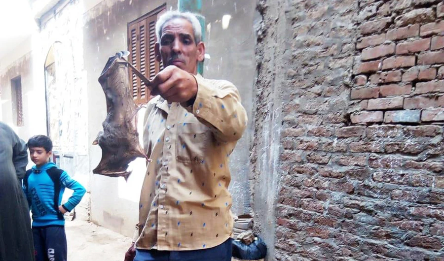 A man shows a dead bat in an Egyptian village close to the capital Cairo. (AN photo)
