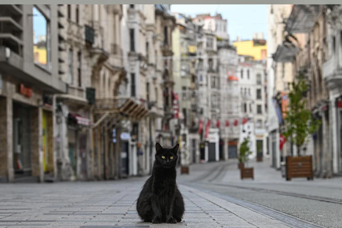 A stray cat stays on empty Istiklal street, the main shopping center of Istanbul, on April 19, 2020. Two pet cats in New York state have tested positive for the coronavirus, marking the first confirmed cases in companion animals in the United States. (AFP)