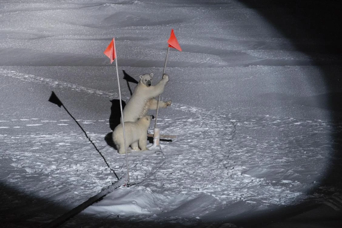 Polar bears near the German Arctic research vessel and ice camp Polarstern. (AP Photo)