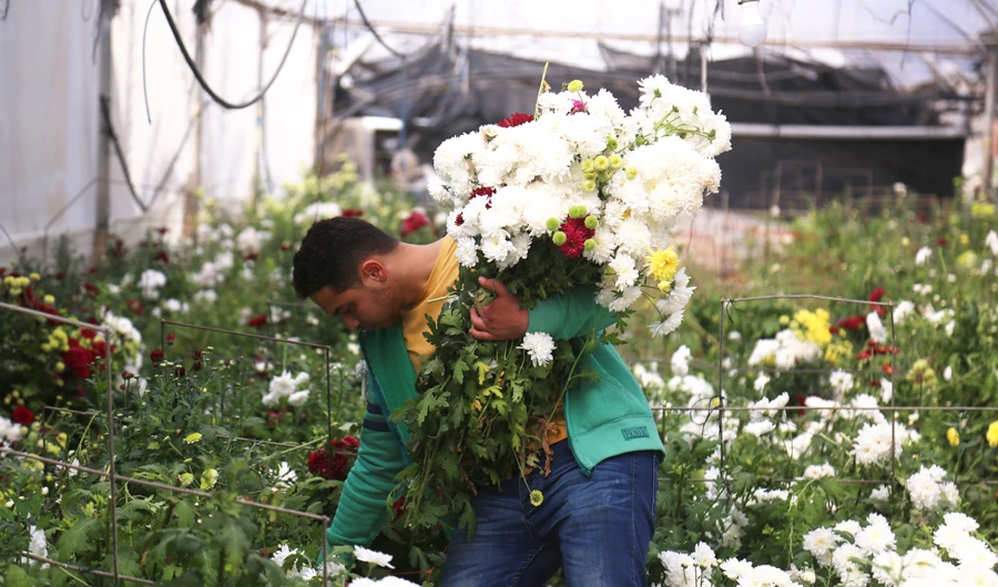 The cultivation of flowers in the Gaza Strip was a primary source of income for many farmers and exporters, and about 60 million flowers were exported annually. (Supplied)