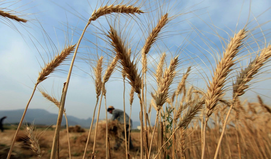 Saudi Arabia makes first wheat purchase from overseas farmland investment