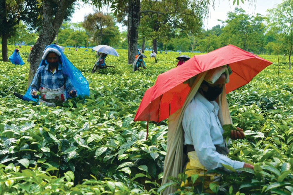 Coronavirus brews trouble for tea, disrupts supply as demand spikes