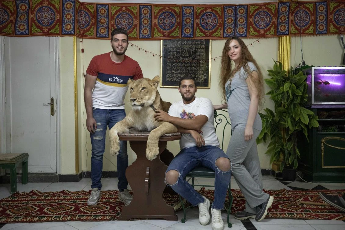 Egypt’s dynasty of big cat trainers takes the show home