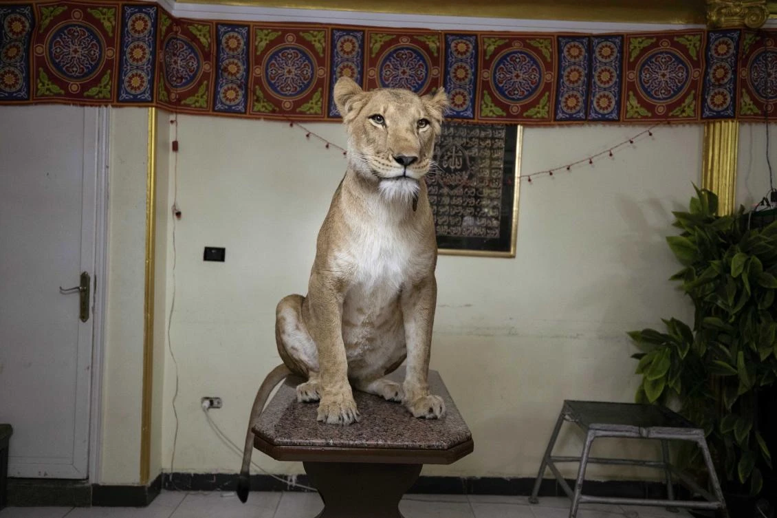 In this April 28, 2020 photo, 'Joumana' the lion sits on a table after 26-year-old lion tamer Ashraf el-Helw led a partial show, part of a coronavirus stay home and stay safe call to encourage people to stay home, inside his family apartment, in Cairo, Egypt. (AP)