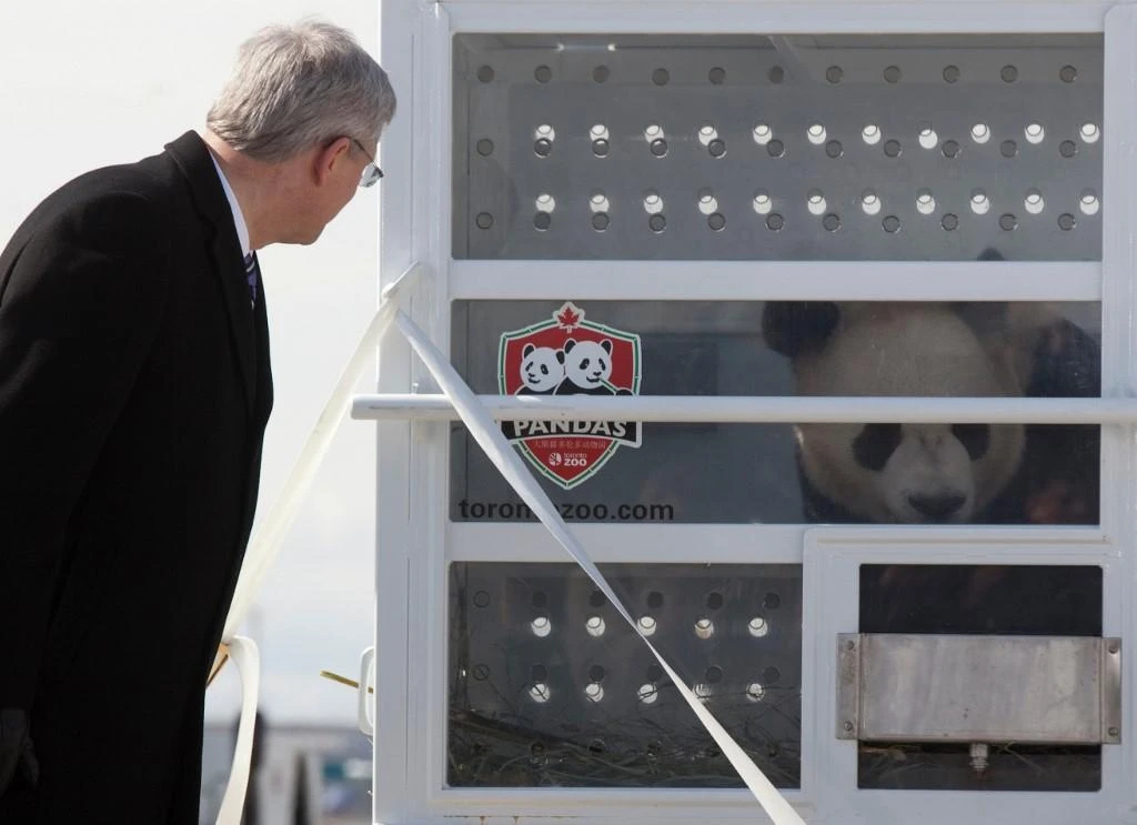 Canada zoo to send pandas home after bamboo shortage