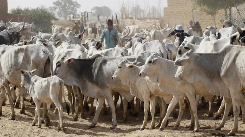 Competition for land has pushed farmers and herders into conflict in Nigeria’s Kaduna state. (Reuters)