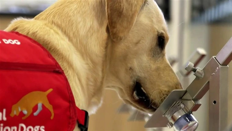 A UK trial is currently investigating whether dogs’ sense of smell can help detect cases of COVID-19, something that could revolutionize the process of screening people for the virus. (Reuters)