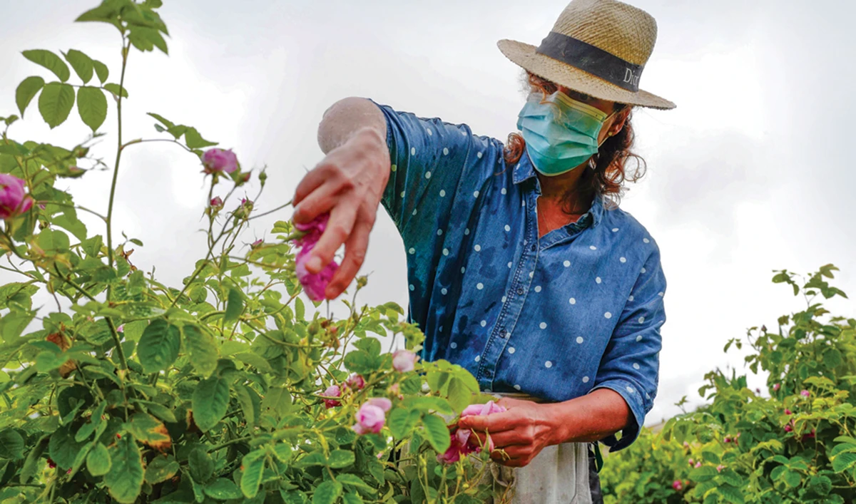 A worker picks ‘Centifolia’ roses in Grasse, in southern France. (AFP)