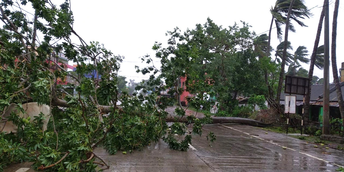 Trees lie uprooted on a highway from heavy winds ahead of Cyclone Amphan landfall, at Chandbali on the Bay of Bengal coast in Orissa, India on Wednesday, May 20, 2020. (AP)
