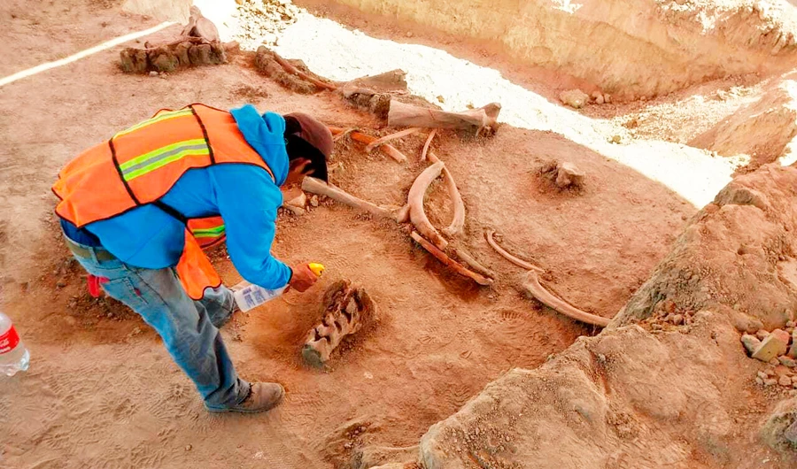 In this undated photo released on May 21, 2020 by Mexico's National Institute of Anthropology and History (INAH), an archaeologist works at the site where bones of about 60 mammoths were discovered at the old Santa Lucia military airbase just north of Mexico City. (AP)