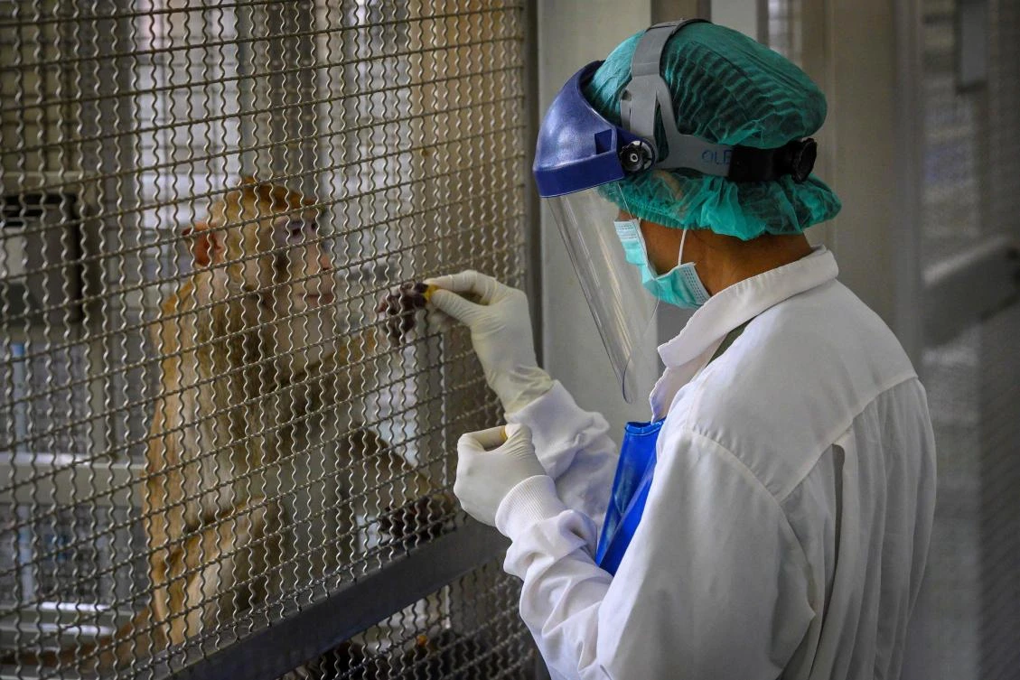 A laboratory monkey interacting with an employee in the breeding center for cynomolgus macaques (longtail macaques) at the National Primate Research Center of Thailand at Chulalongkorn University in Saraburi. (AFP/Mladen Antonov)