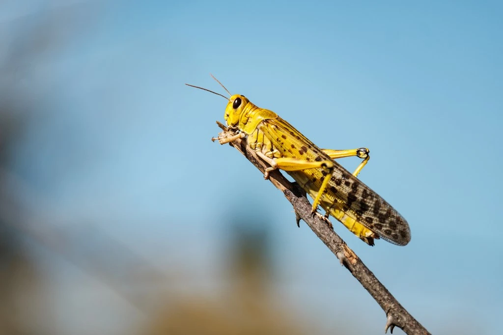Dubai Municipality reassures residents after swarms of locust spotted, ‘situation under control’