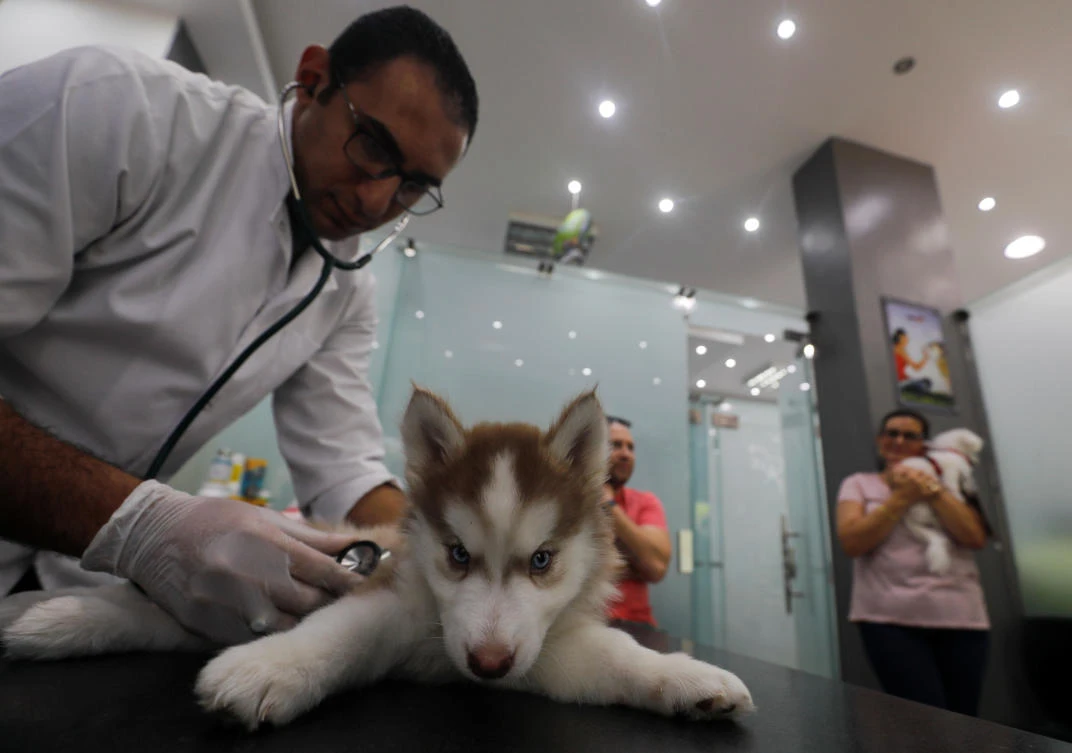 A veterinarian Corolos Majdi treats Dizzy, a three-months-old female Siberian Husky at the Animalia Veterinary Clinic center, amid concerns about the spread of the coronavirus disease (COVID-19), in Cairo. (Reuters)
