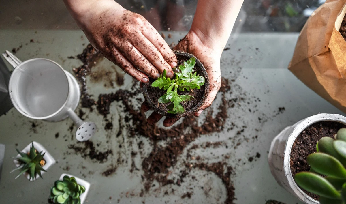 Youngsters have transformed their free time into something positive to cure their quarantine blues. (Shutterstock)