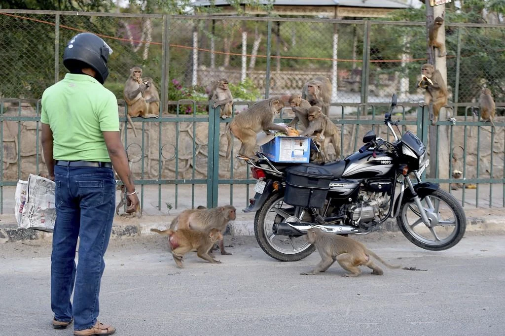 Indian authorities often have to grapple with primates snatching food and even mobile phones. (AFP)