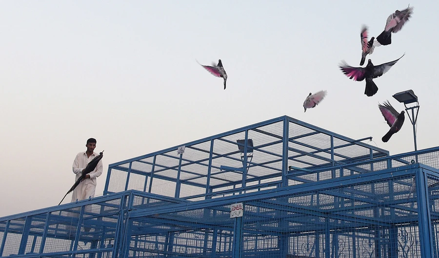 In this file photo, a Pakistani caretaker releases racing pigeons from their cage on the final day of the pigeon race national championship in Islamabad on May 31, 2016. (AFP)