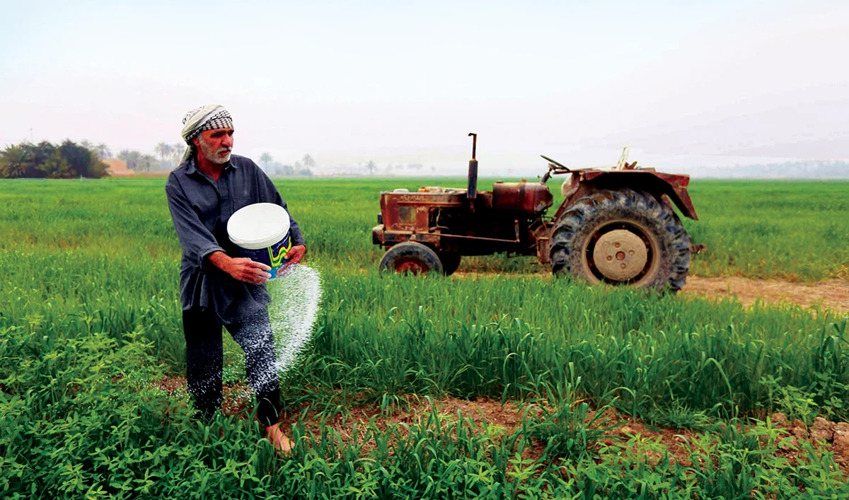 An Iraqi farmer plants amber rice in the Mishkhab region, central Iraq. (AFP/File)