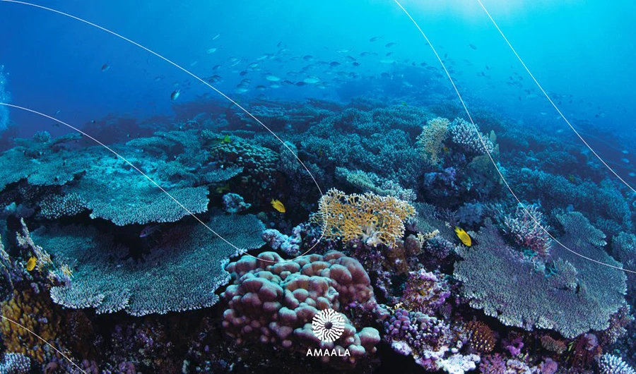 Photo: Amaala/Twitter