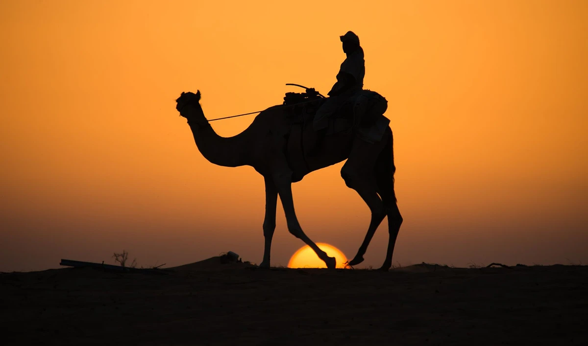 Arabian camel drivers’ songs aim for place on UNESCO heritage list