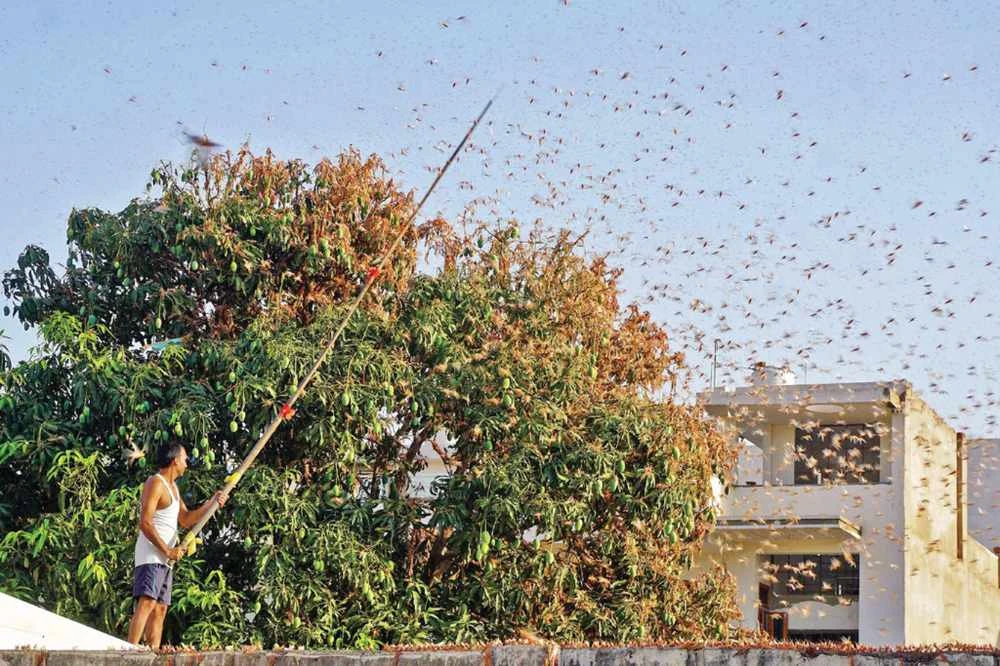 India faces worst locust crisis in decades