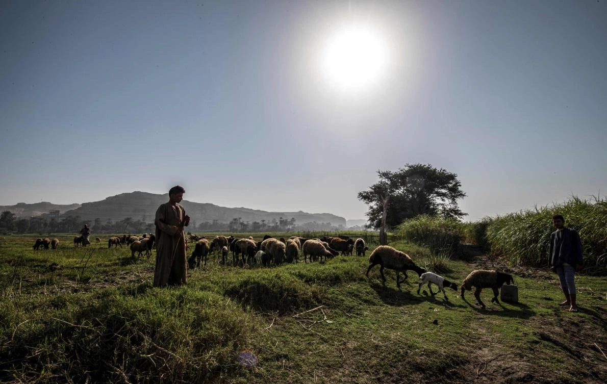 In this file photo taken on November 13, 2019, a shepherd guides his flock to drink from the Nile river in the village of Gabal al-Tayr north of Egypt's southern city of Minya. (AFP)