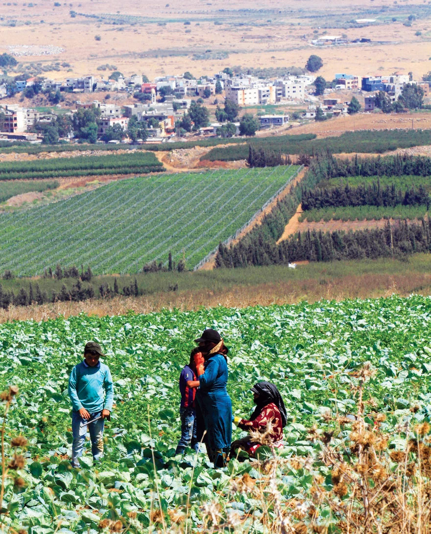 Rising prices and concerns about food security have encouraged people in Lebanon to go back to their farming roots. (AFP)