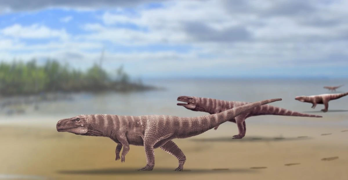 ‘Tight-rope walking’ crocodile may have stood on two legs: study