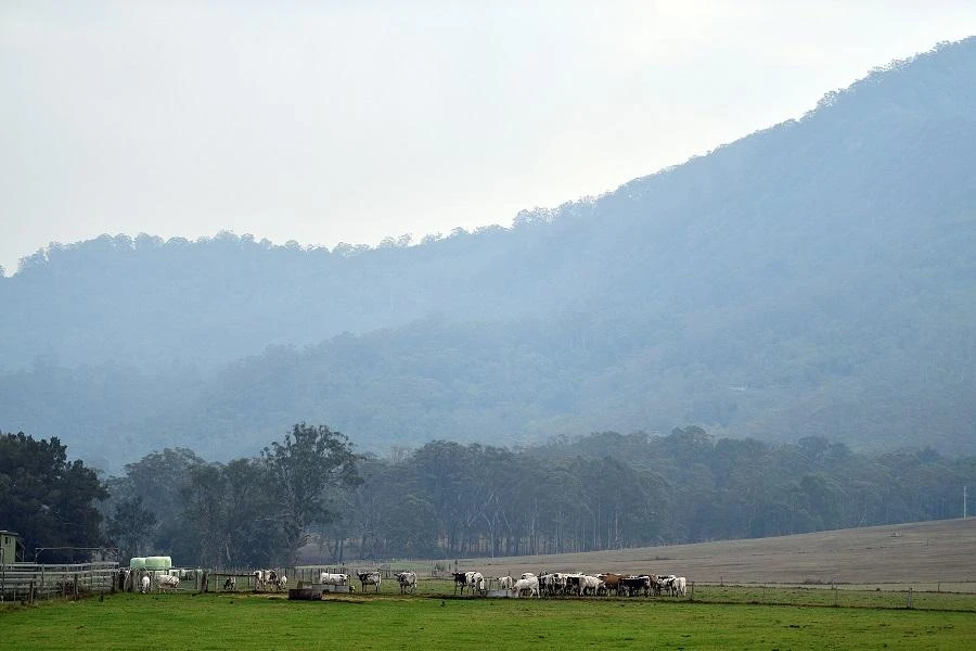 Cattle graze as it rains on the outskirts of Nowra in Australia's New South Wales state on January 16, 2020. (File/AFP)