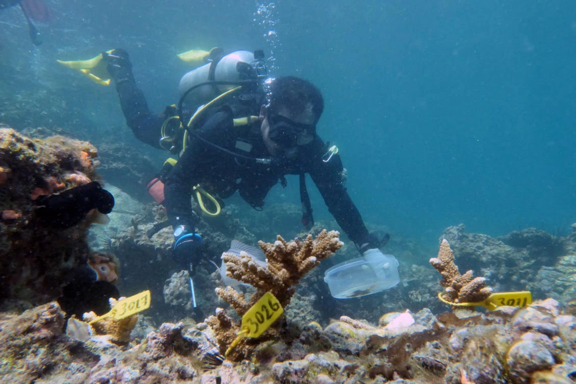 A diver inspects transplanted coral near Dibba Port in Fujairah, United Arab Emirates, June 15, 2020. Picture taken June 15, 2020. (Reuters)