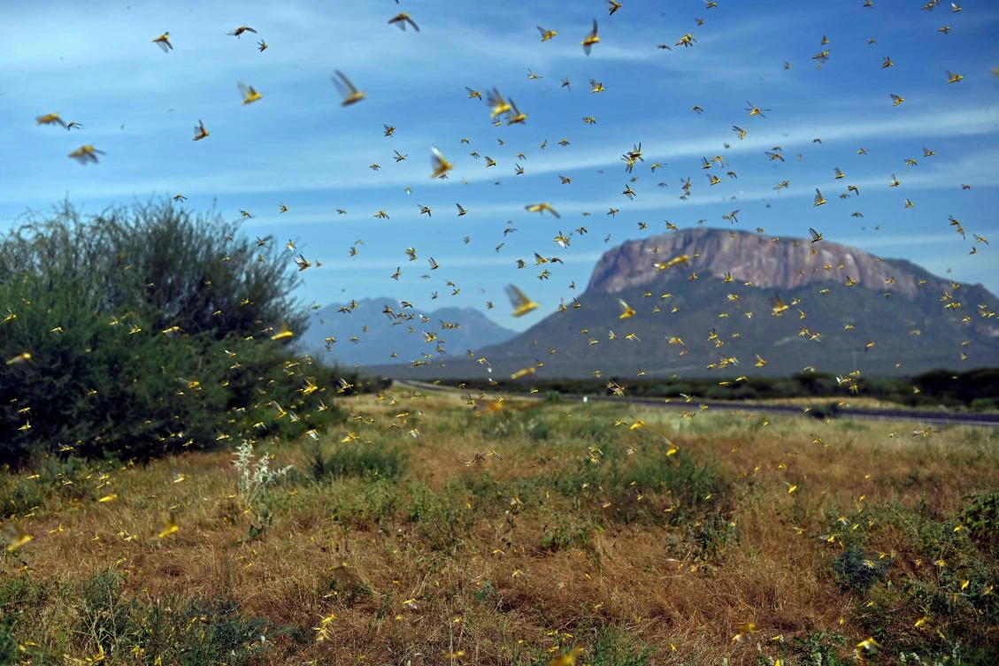 (FILES) In this file photo taken on January 22, 2020 Locusts swarm from ground vegetation as people approach at Lerata village, near Archers Post in Samburu county, approximately 300 kilomters (186 miles) north of Kenyan capital, Nairobi. (AFP)