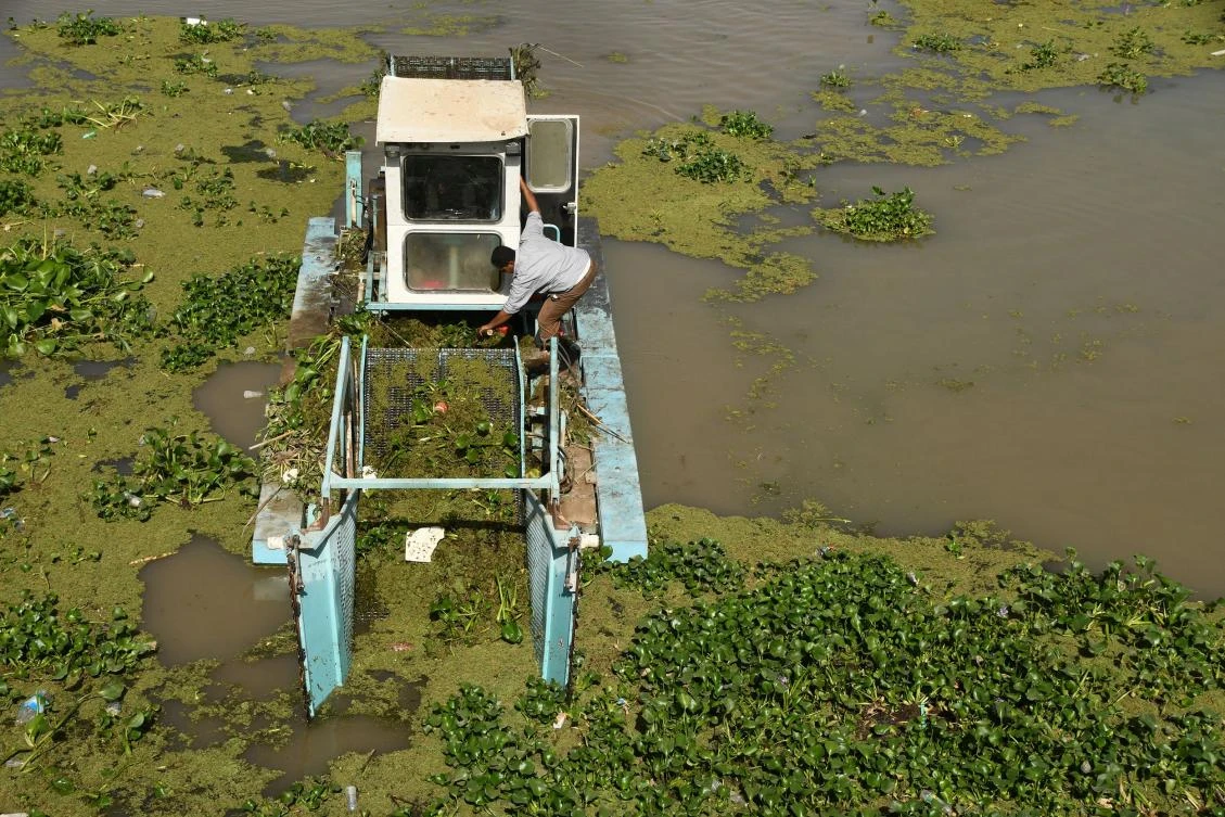 A boat removes Eichhornia crassipes, commonly known as water hyacinth, from the surface of the Euphrates river, in Iraq's Shatrah district of the southern Dhi Qar province, on June 4, 2020. (AFP)