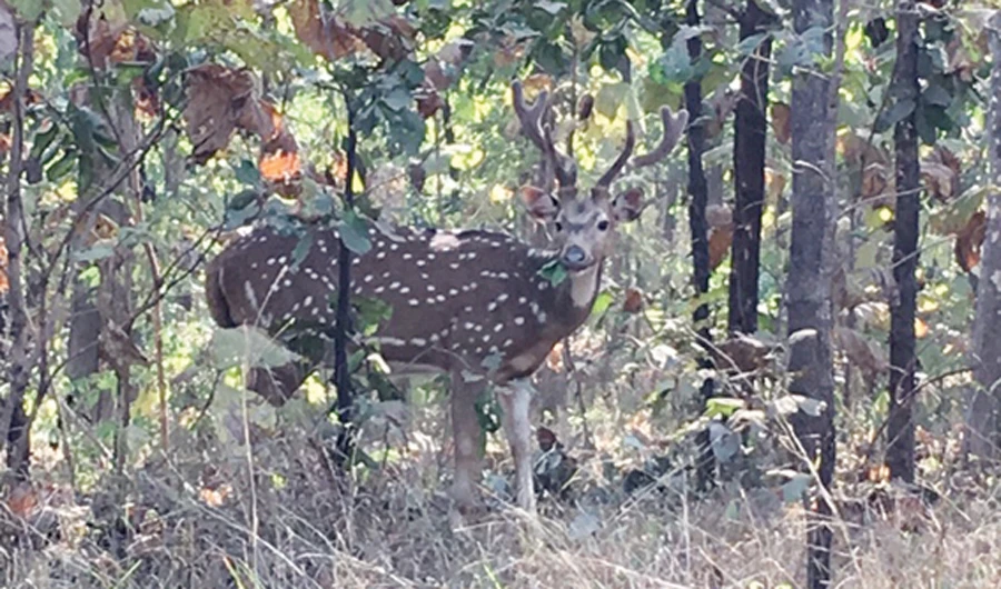 Pench Tiger Reserve in northeastern Indian state of Maharashtra. (AN photo)