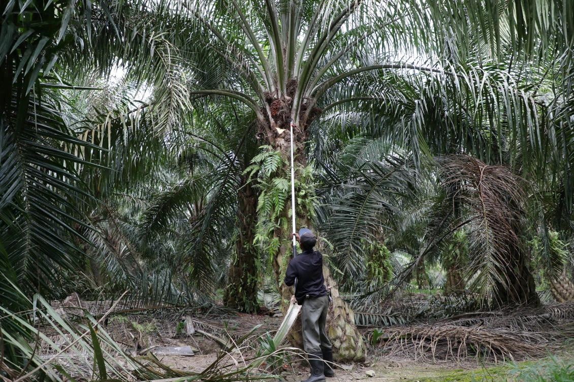 A worker collects palm oil fruits at a plantation, amid the coronavirus disease (COVID-19) outbreak in Klang, Malaysia, June 15, 2020. Picture taken June 15, 2020. (Reuters)