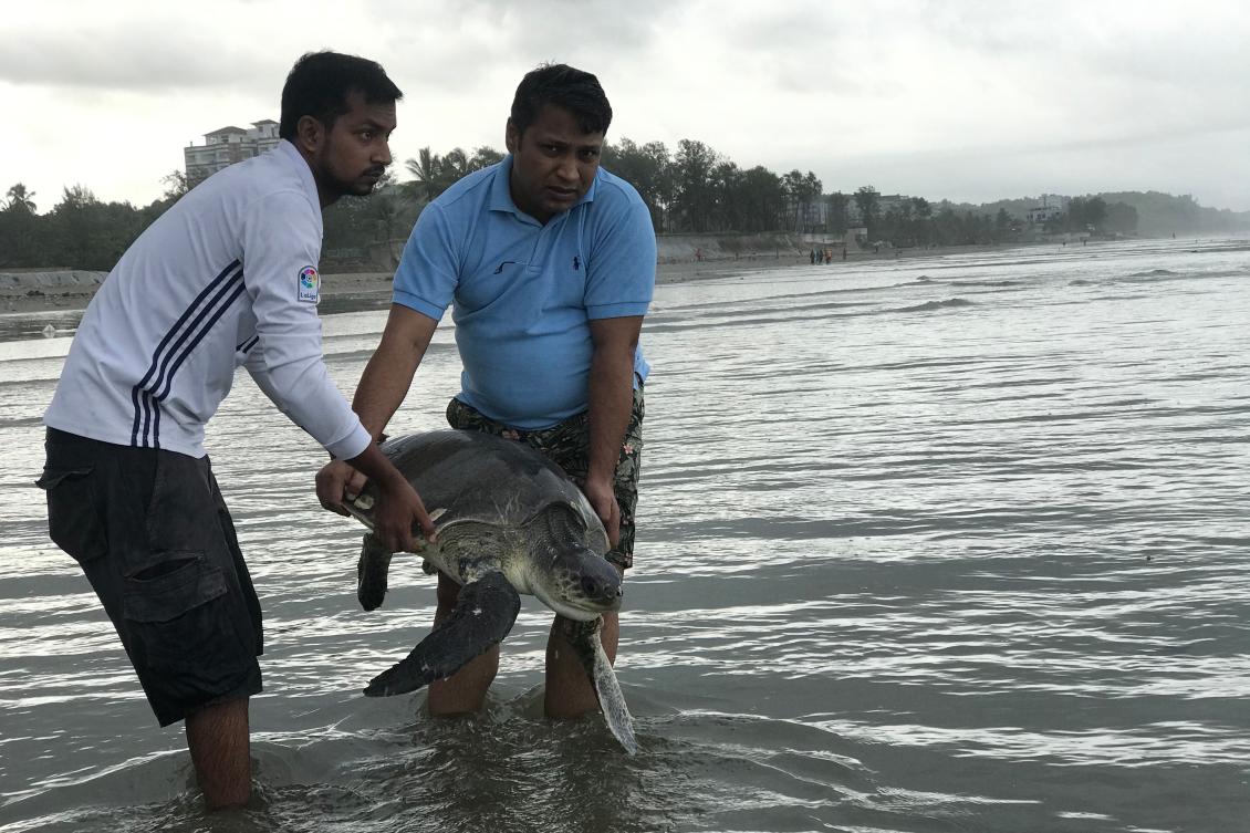 Local people carry a sea turtle to release it into the sea in Cox's Bazar on July 12, 2020. About 160 sea turtles, many of them injured after getting entangled in plastic waste, have been rescued after washing up on one of the world's longest beaches in Bangladesh, an official and conservationists said on July 15. / AFP / Suzauddin RUBEL