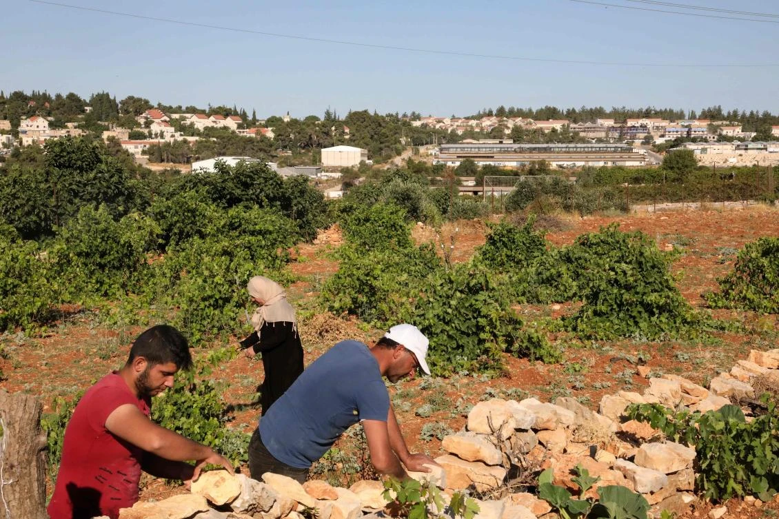 Palestinian farmers work on their land in the village of Khirbet Zakariah, across Israel's Gusg Etzion settlements bloc (background), south of Bethlehem in the occupied West Bank on July 1, 2020. (AFP)