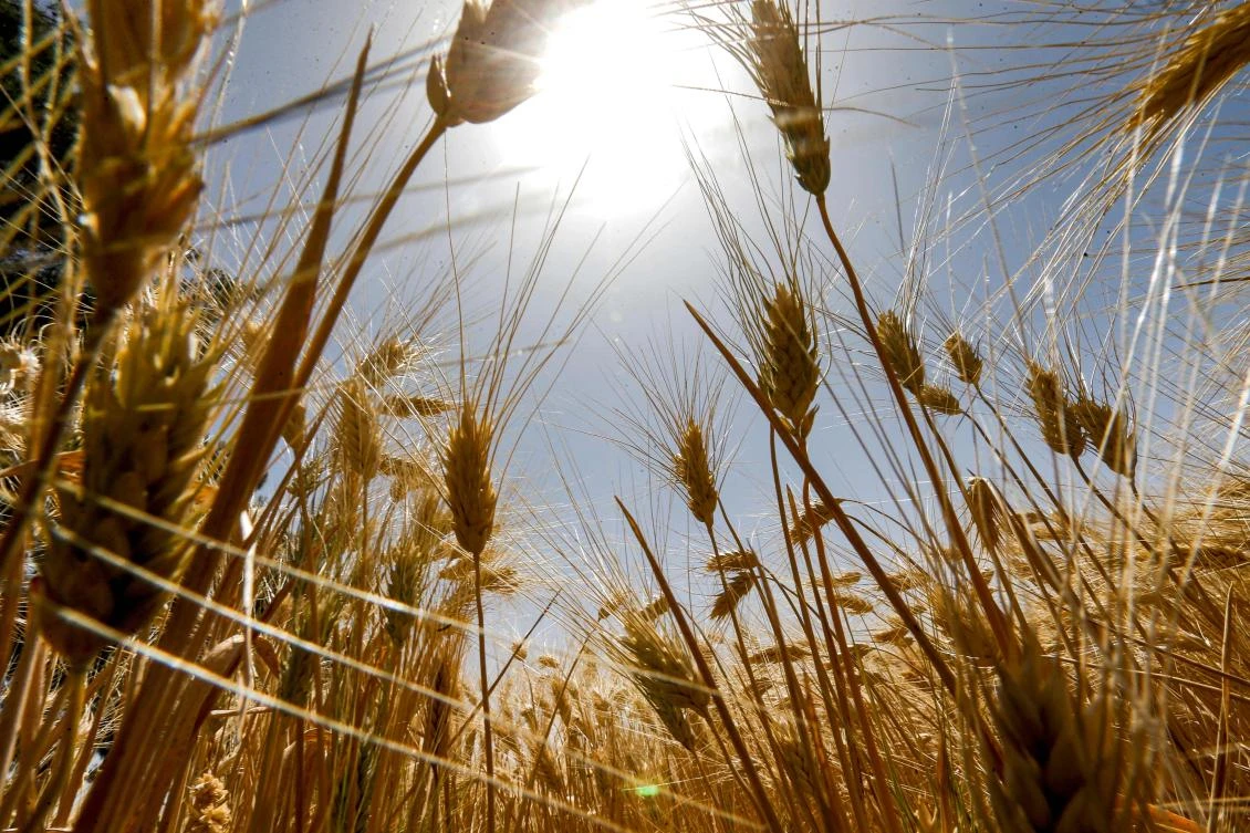 This picture taken on June 18, 2020 shows wheat stems growing in a field during the harvest season in the countryside of Al-Kaswa, south of Syria’s capital Damascus. (AFP/Louai Beshara)