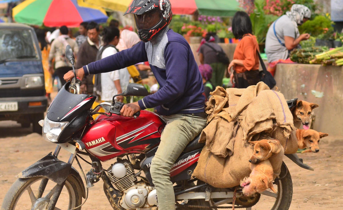Northeast Indian state bans sale of dog meat amid protest