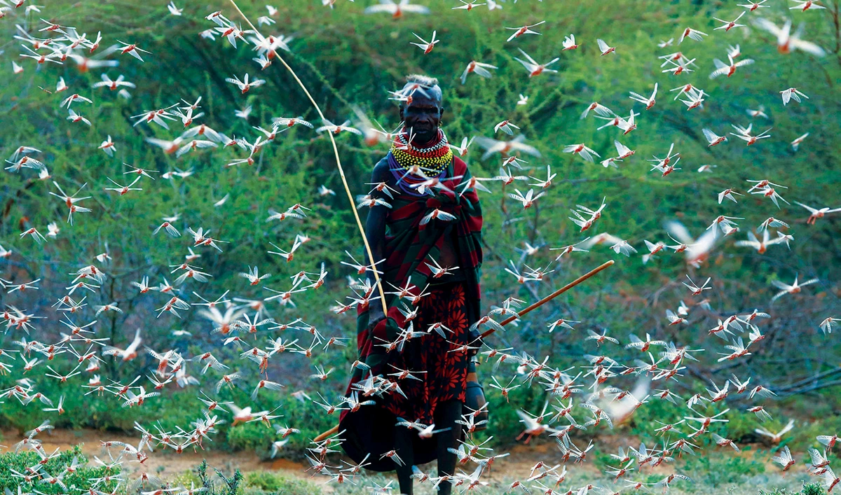 A woman from the Turkana tribe walks through a swarm of desert locusts at the village of Lorengippi near the town of Lodwar, Turkana region, Kenya. (Reuters)