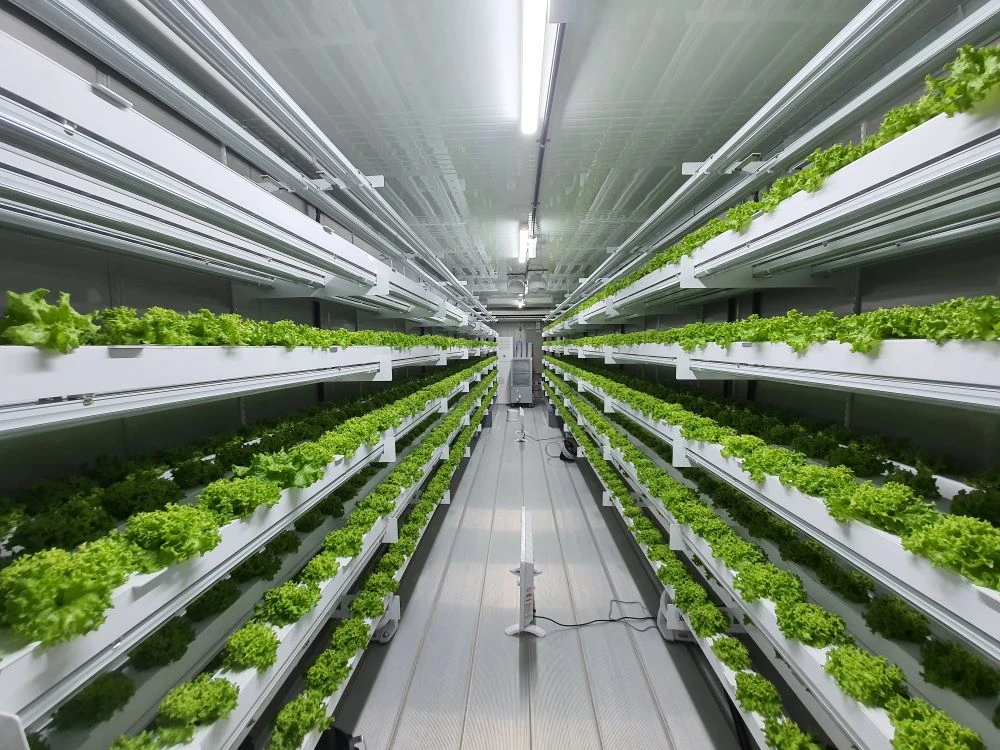 Smart Acres’ vertical farming technology enables it to produce approximately 8 tons of lettuce per cropping cycle. (Supplied)