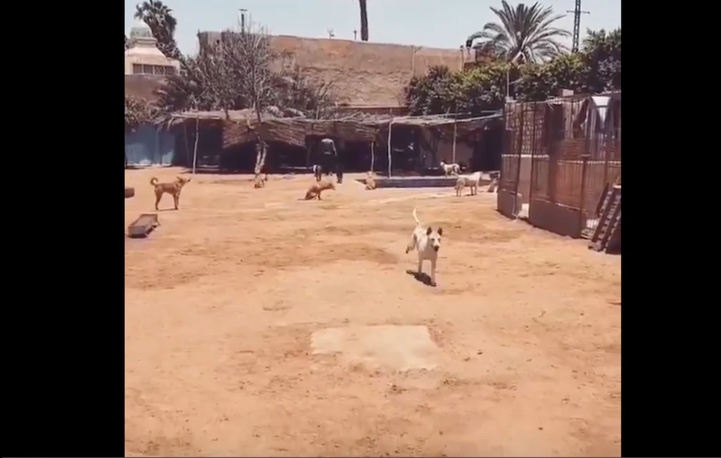 The footage, initially shared by a Facebook user named Ahmad, shows a Whippet overwhelmingly welcoming the rescue shelter worker. (Screengrab)