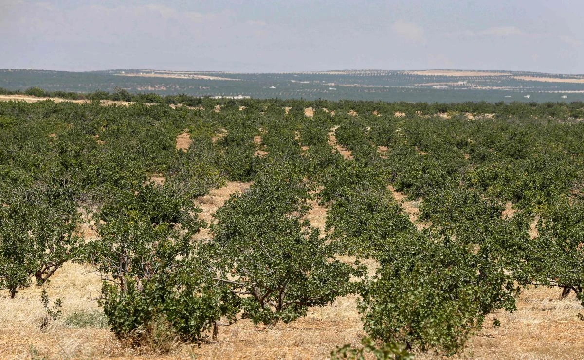 This picture taken on June 24, 2020 shows a view of pistachio trees growing at a pistachio orchard in the village of Maan, north of Hama in west-central Syria. (AFP)