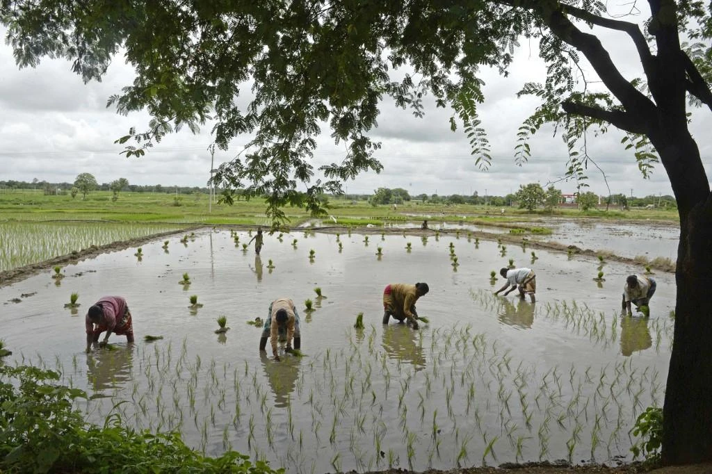 Farmers typically start planting their summer-sown crops June 1, when monsoon rains usually reach India. Planting usually continues until the end of July or early August. (File/AFP)