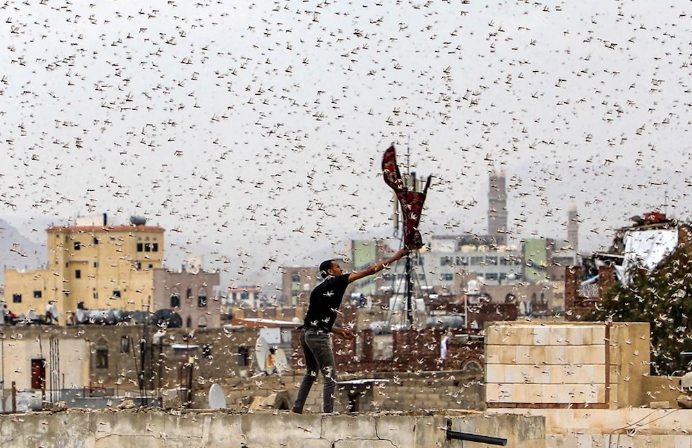 Locust invasions compound Arab region’s coronavirus woes